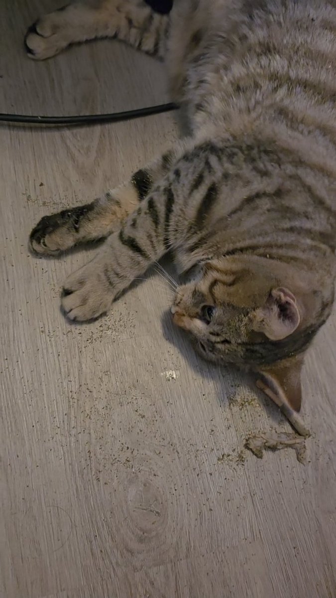 Binxsbasement's tweet image. Binx enjoys catnip to say the least!

#Cat #Catnip #KITTY #playingcat #KittyTwitter #kittycat