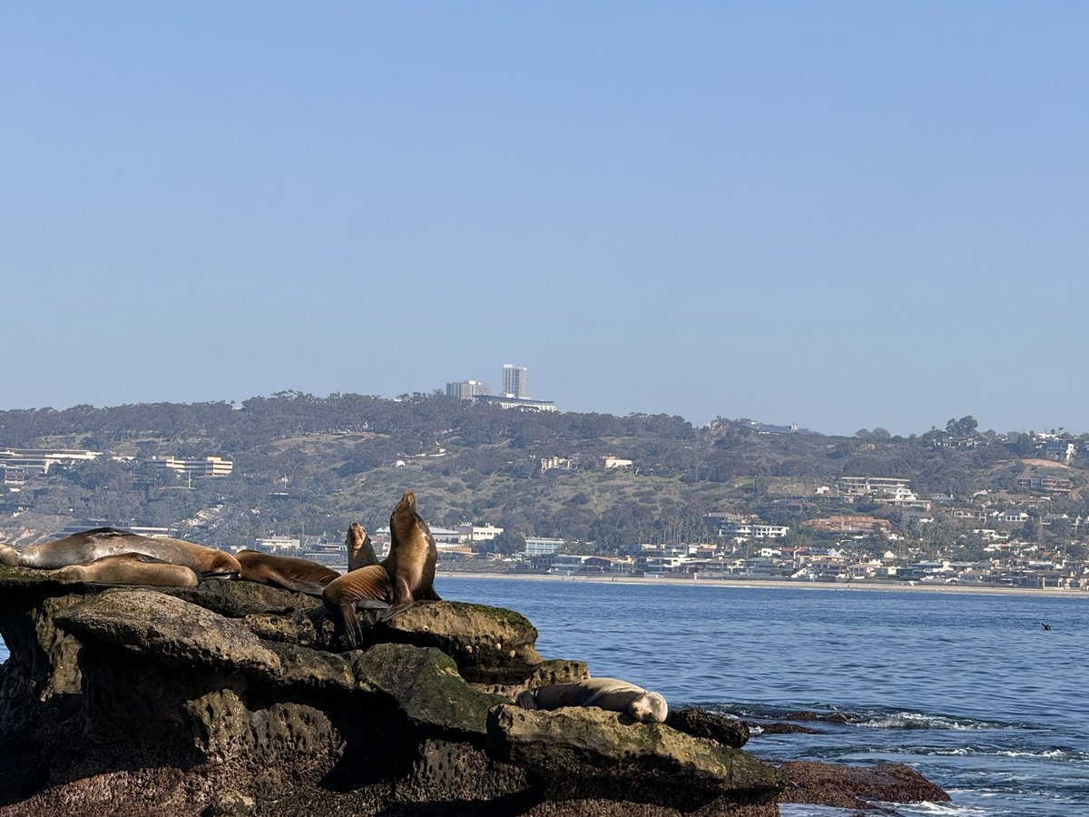 🦭 At #NeurIPS2025 in San Diego this week (Dec 1–7), presenting my final PhD project!

If you’re working on medical imaging, foundation models, multimodal learning, federated learning, or OOD detection, let’s meet! Happy to grab a coffee ☕️ or beer 🍺.
DM me to connect! 🌴