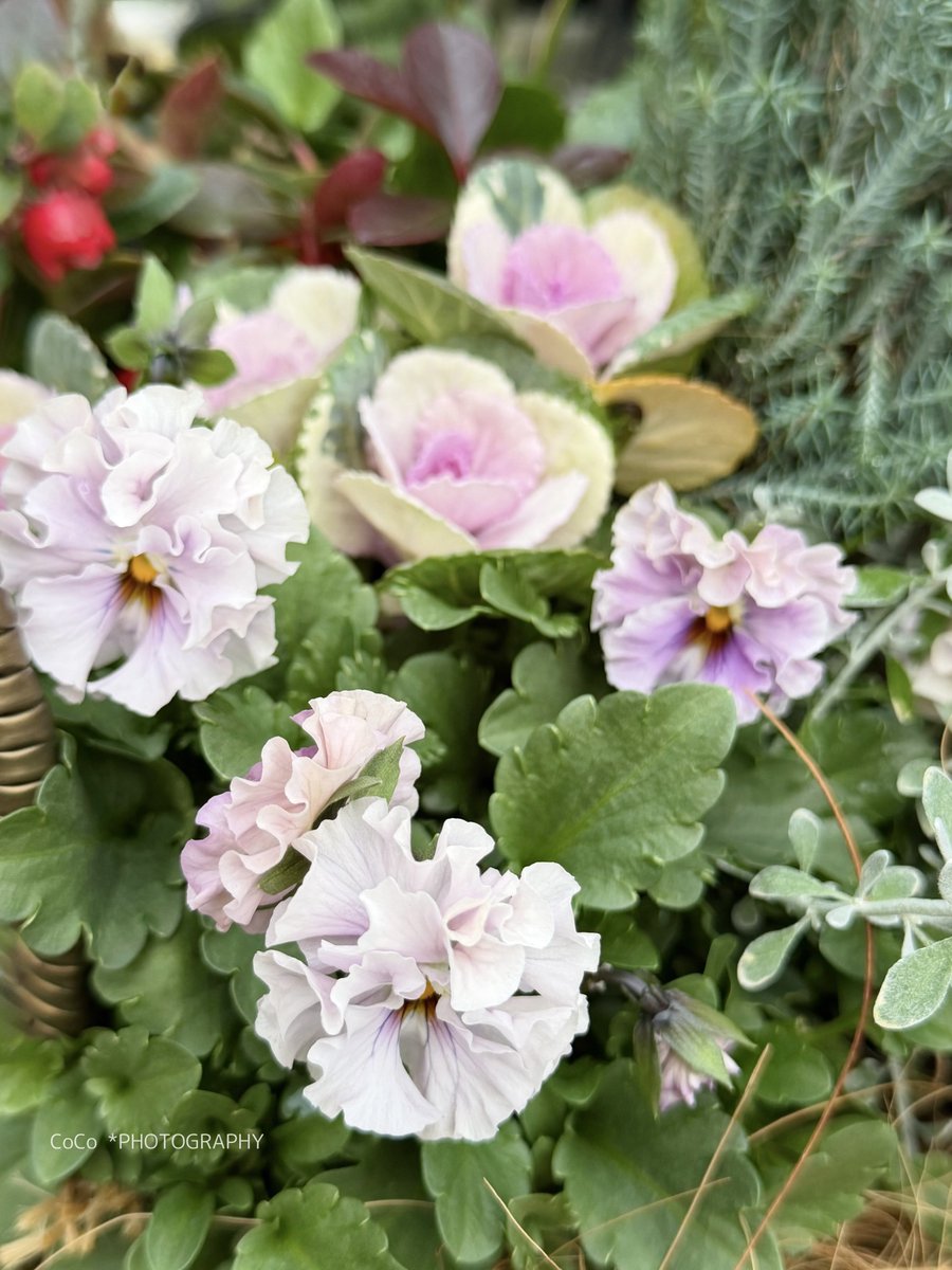 39coco39coco's tweet image. おはよう！！
冬晴れの火曜日

#ビオラ（#ティアード）が
ふんわりと重なり合い、光をまとう🌼

花言葉「信頼」「誠実」
──重ねるほどに深まるやさしさ。

日々、積み重ねることは、
自分の色をゆっくり育てていくことでもある。

今日も良い一日でありますように🌈

#ガーデニング #花のある暮らし