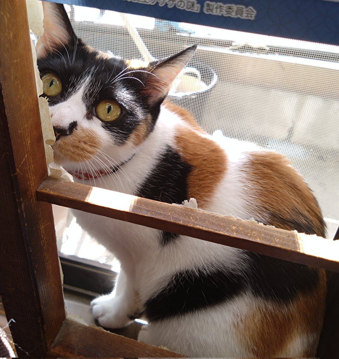 hacodecoさま　三毛猫ちゃん 天皇ご一家が新しくお迎えした猫ちゃんが三毛猫の美海(みみ)ちゃん