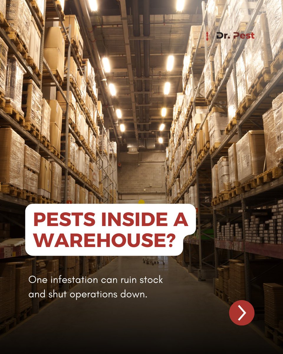 itsdoctorpest's tweet image. Pests in storage facilities cost more than people realize. They damage boxes, eat through packaging and force shutdowns when the problem gets out of hand.

#drpest #pestcontrol #warehousesafety #rodentprevention #facilitymaintenance #infestationalert