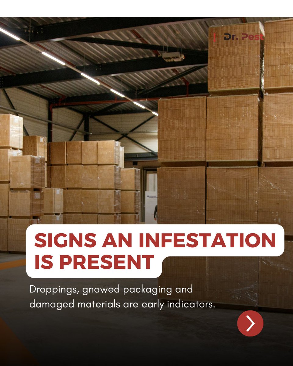 itsdoctorpest's tweet image. Pests in storage facilities cost more than people realize. They damage boxes, eat through packaging and force shutdowns when the problem gets out of hand.

#drpest #pestcontrol #warehousesafety #rodentprevention #facilitymaintenance #infestationalert