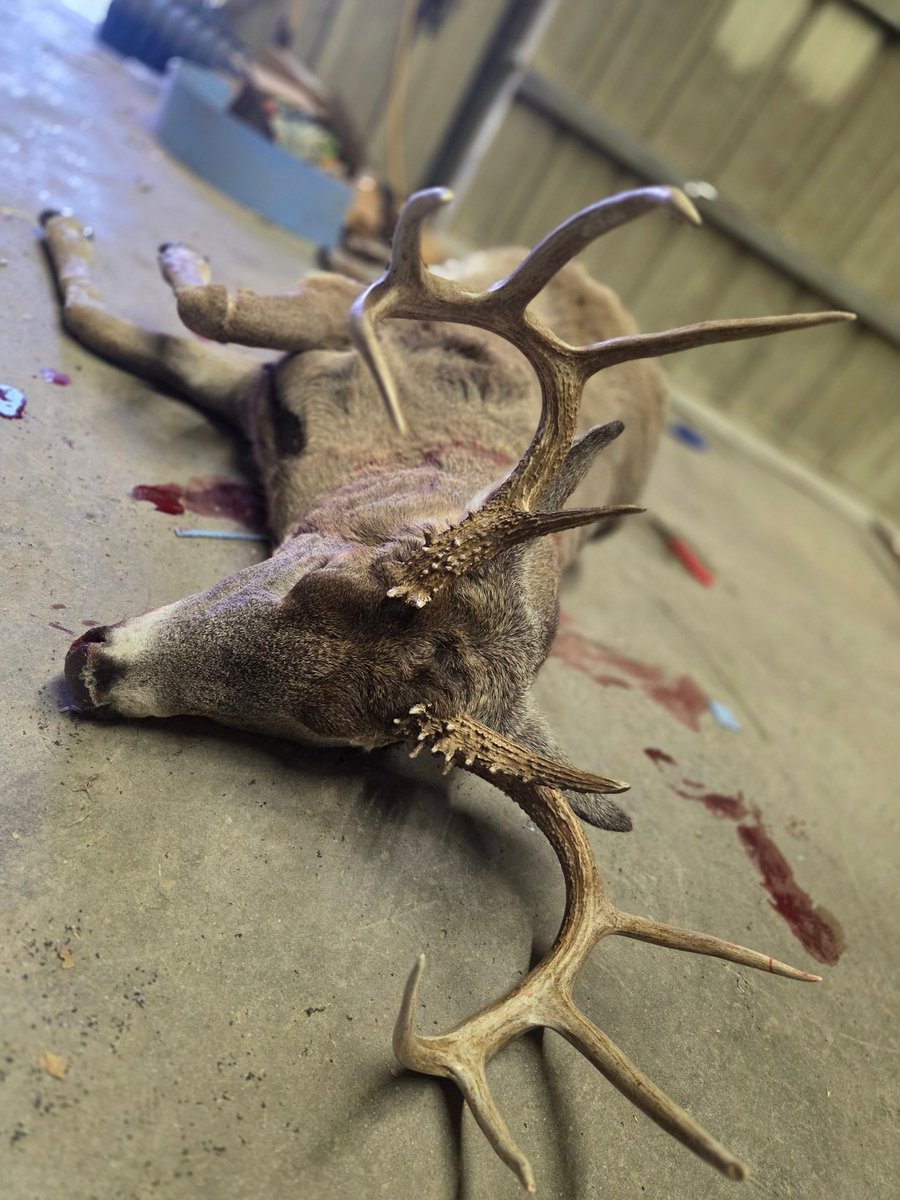HortJared's tweet image. A damn fine Wyoming buck i took on my birthday.