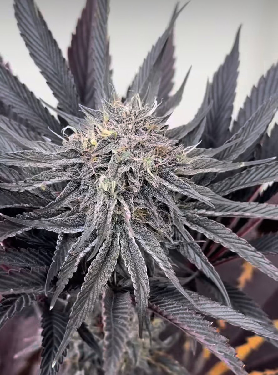 Fernand49034227's tweet image. Hibrida 
#thc #canna #indica