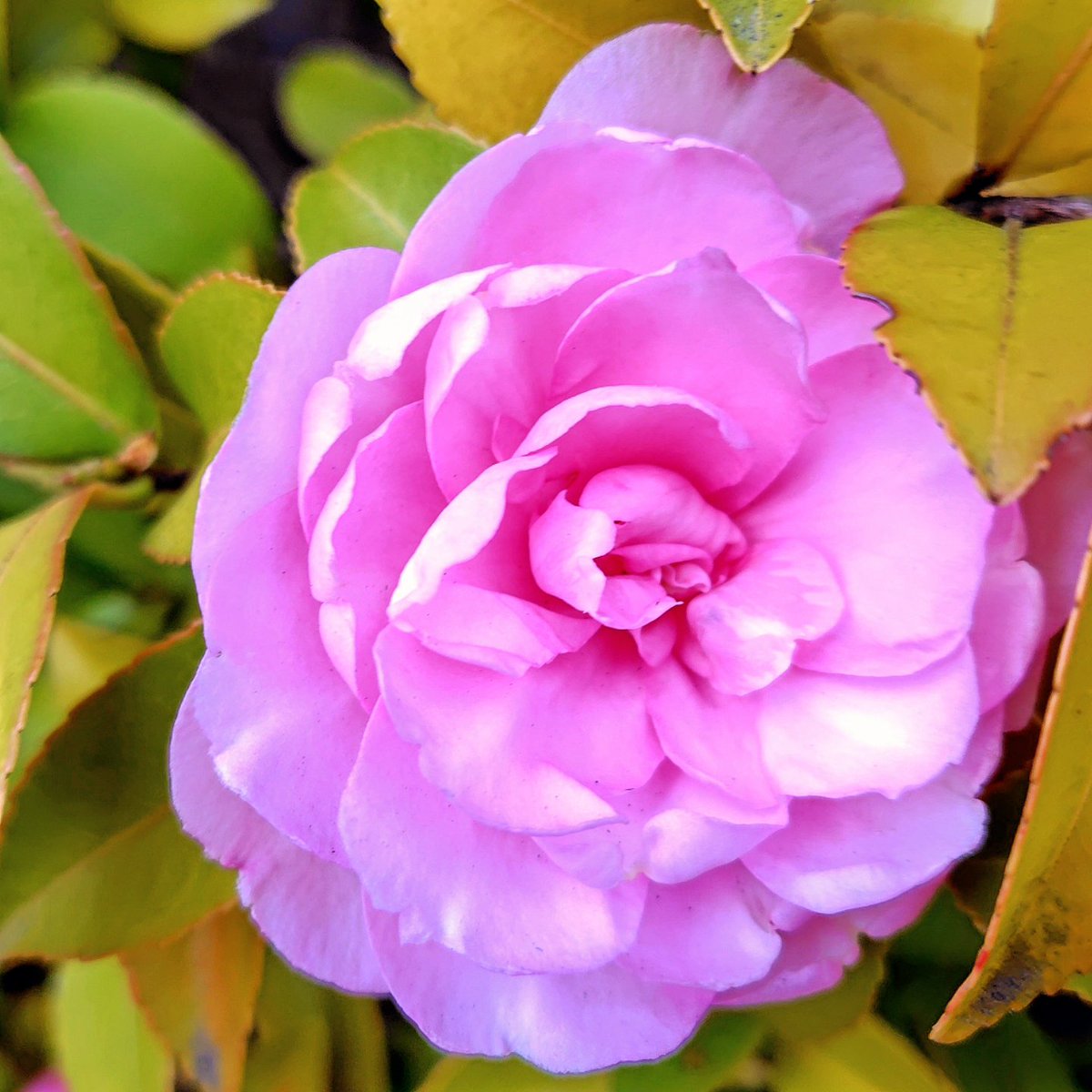 cuckookcuc80's tweet image. おはよ🩷インフル気をつけてﾈ♡
美人証明の日､ビフィズス菌の日!腸活大事!
最近お医者さんからビタミンE.CのユベラNとシナール処方してもらったら肌と髪の毛､歯茎の調子がかなり改善されたwヤッパ血流だと痛感!
糖尿で末端の血管に勢いが無い…でも後5㌔痩せたら多分OK牧場!
年内~頑張れ自分🔥