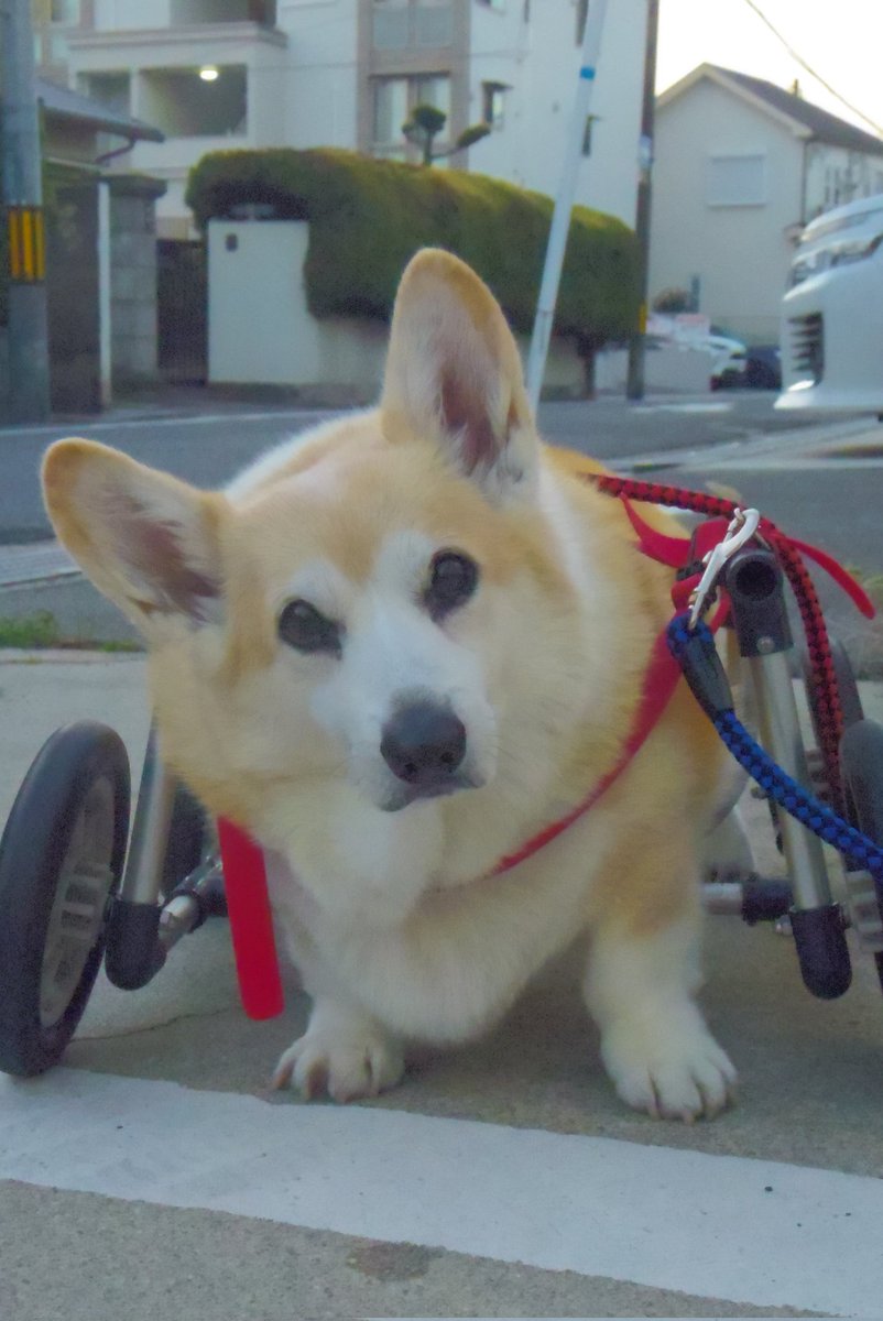 Buddy1957090828's tweet image. 『今日もスンとしたお顔で』
お家に 帰るつもりだったのですが。
#コーギー #corgi #Buddy君
