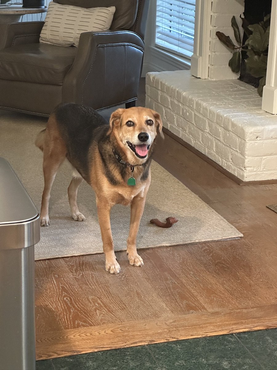 TwoBarBoone's tweet image. This is my dog. There are many like it, but this one is mine. Unlike Lane Kiffin, I am not a hoe nor do I use dogs for PR props.