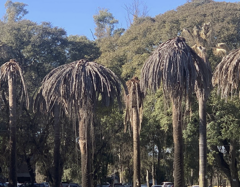 MartinFitz23506's tweet image. PICUDO ROJO:  Para que tengan una noción de lo que le COSTO a los URUGUAYOS.  $ 1.285.880 por RETIRAR 31 PALMERAS de la Facultad de Agronomía. $41.480 por palmera.