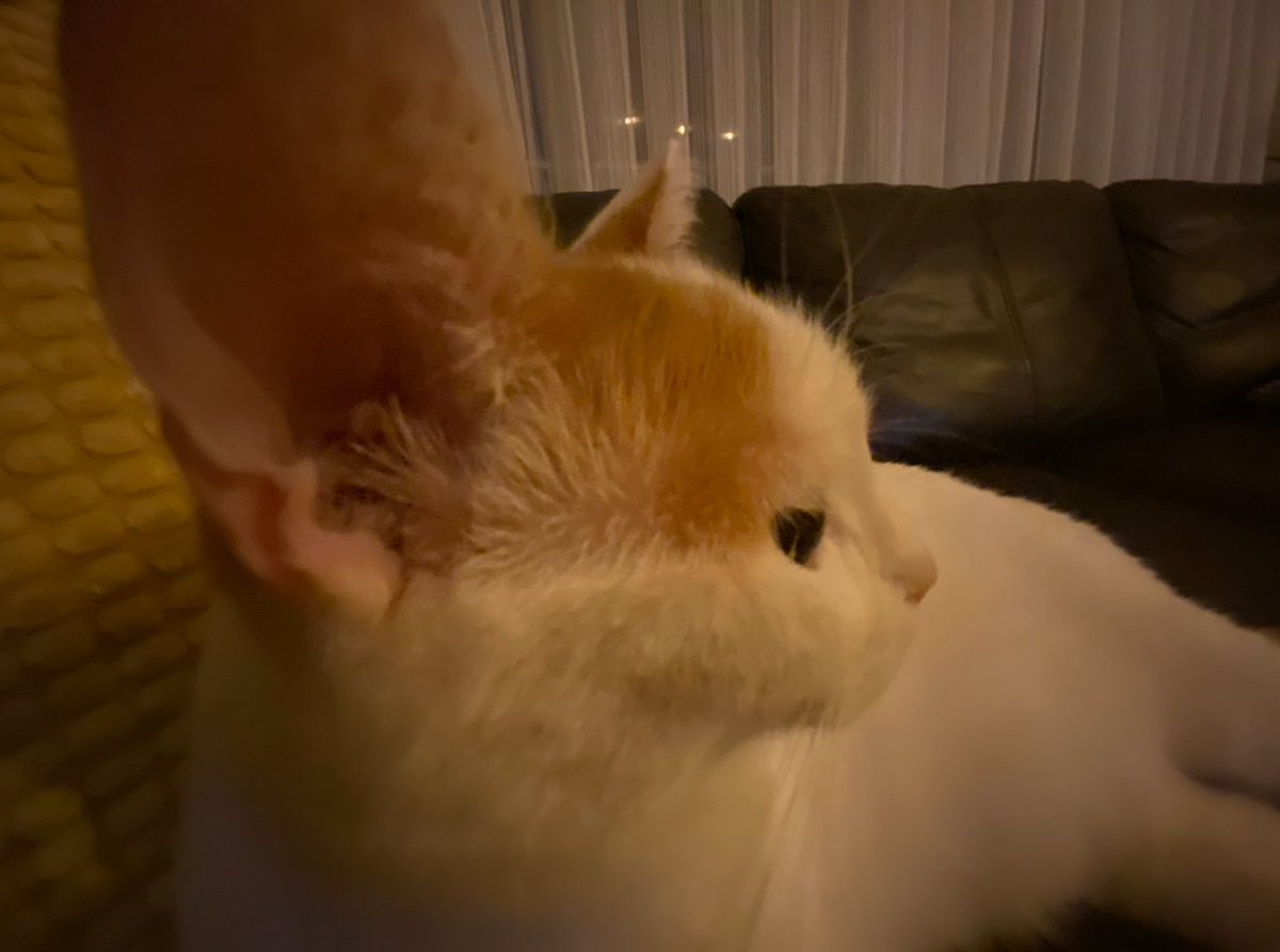 spiral knight leda tweet media