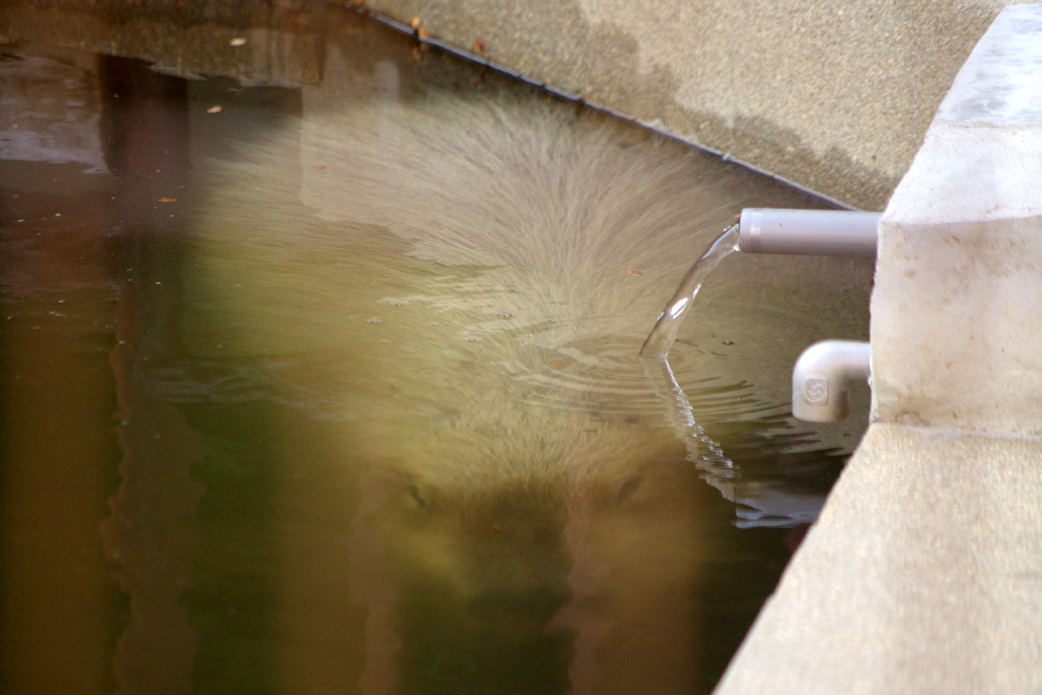 けろけろ (@capyanimal) / Posts / X