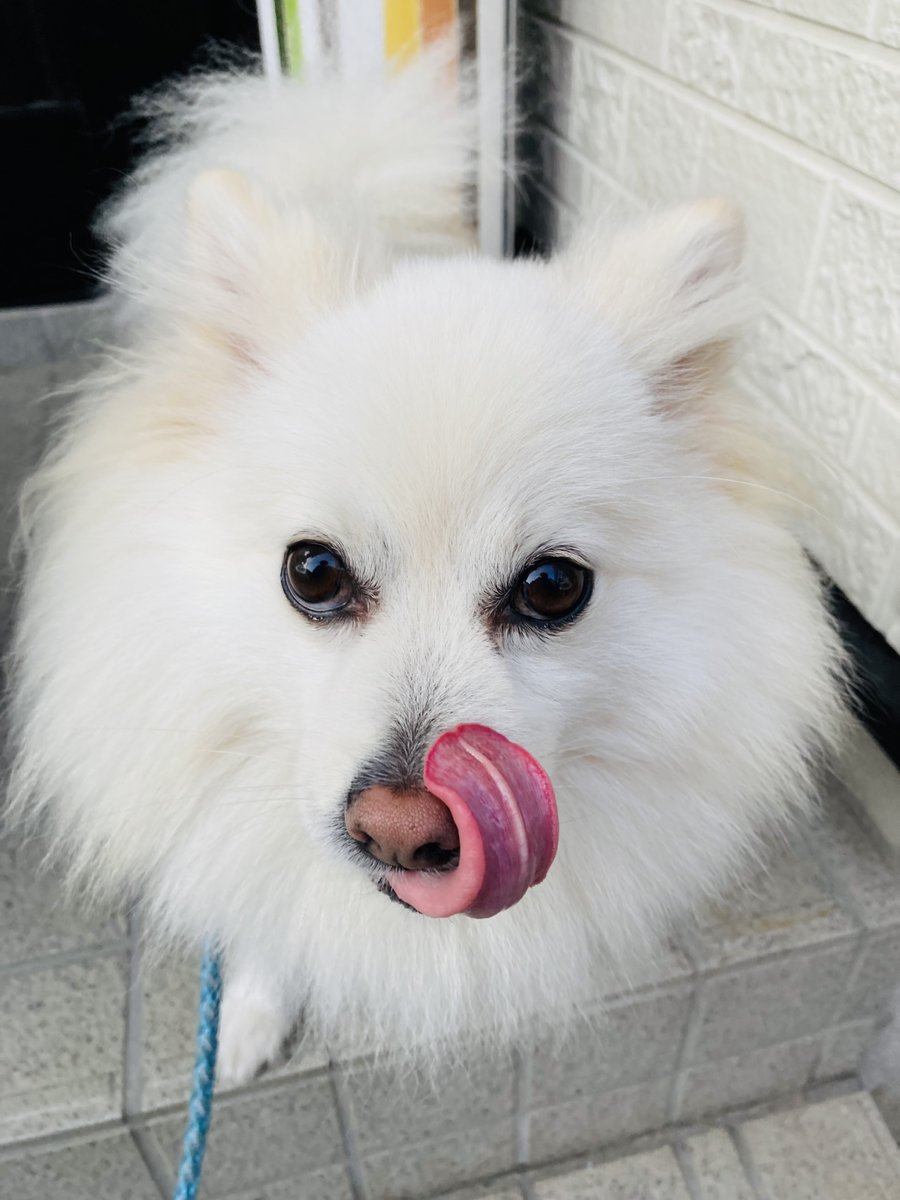 ポメころびです ポメのつるまる&おび（ツルオビ）❤️💙 (@2aWSHJStCdIrF5D) / Posts / X