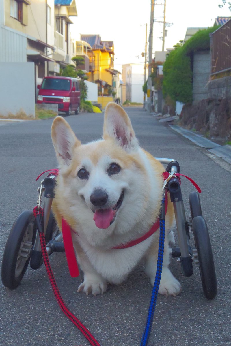 Buddy1957090828's tweet image. 『気になる匂いを』
家のそばまで来た時に 気になる 匂いを発見した様子。 興奮気味に匂いを 追って延長戦に突入してしまいました。 あげく このニッコリさんです。
#コーギー #corgi #Buddy君