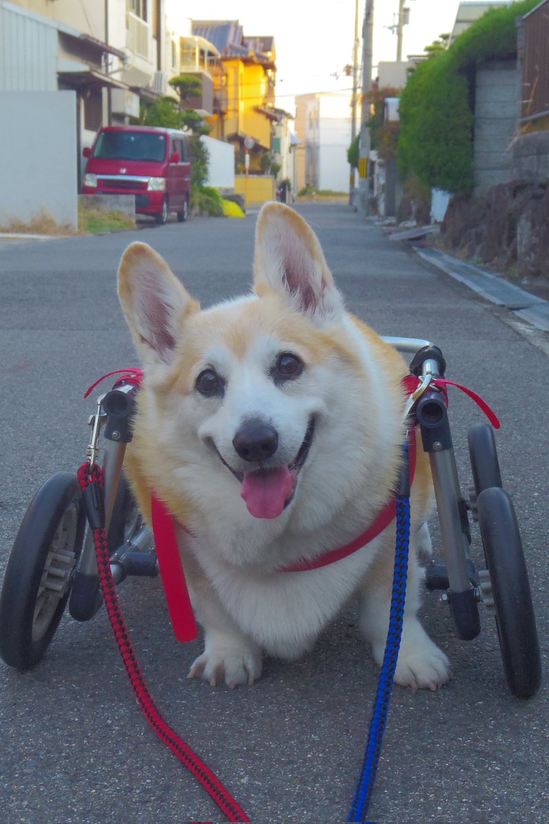 Buddy1957090828's tweet image. 『気になる匂いを』
家のそばまで来た時に 気になる 匂いを発見した様子。 興奮気味に匂いを 追って延長戦に突入してしまいました。 あげく このニッコリさんです。
#コーギー #corgi #Buddy君