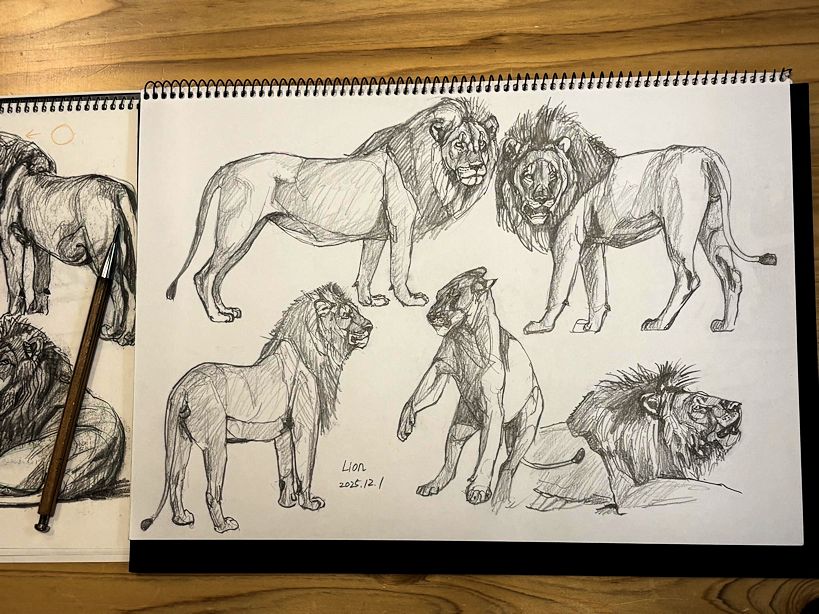 いつもの所ⅠとⅡにて #ライオン #Lion #Panthera #Leo #Felidae を