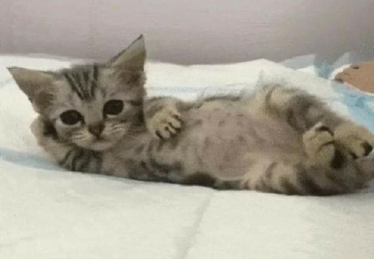 hace días q vengo diciendo mañana me pongo a estudiar y no hago una mierda ya fue toca patear los finales a febrero