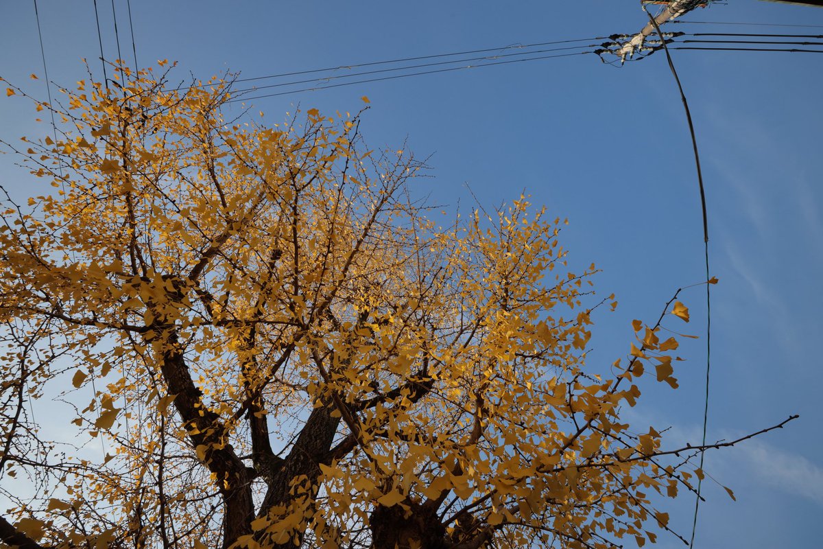 今朝の大銀杏🥰