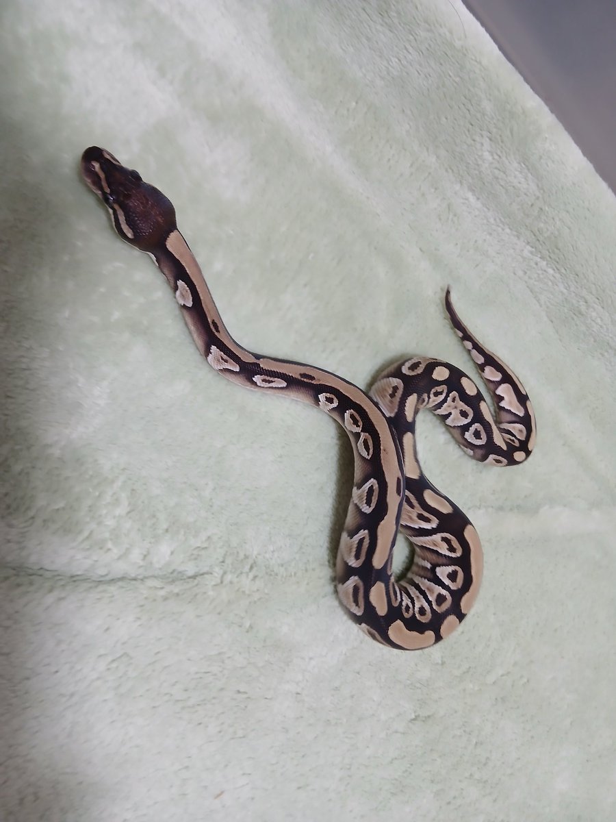 mata1177's tweet image. おはようございます( ≧∀≦)ノ
#バナナの家
#ボールパイソン
#ballpython 
#爬虫類