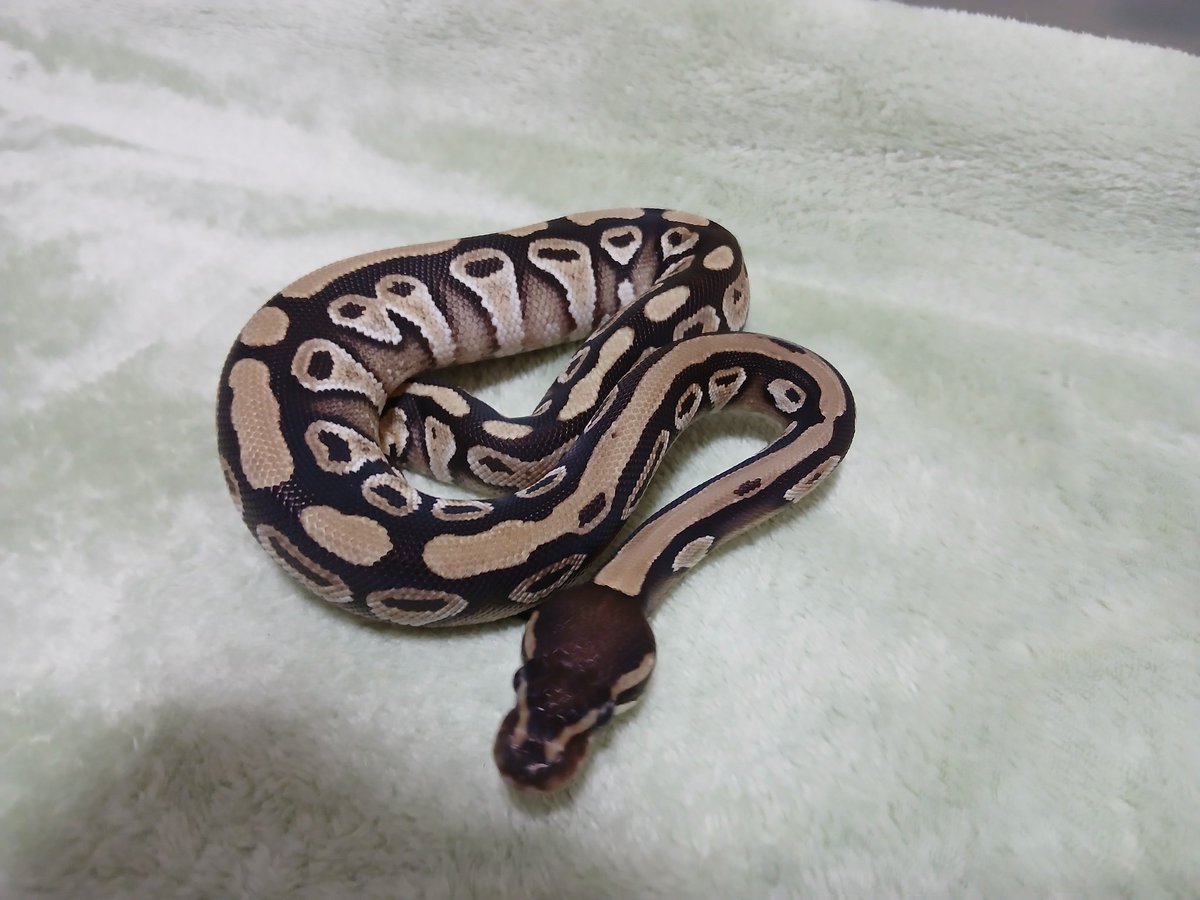 mata1177's tweet image. おはようございます( ≧∀≦)ノ
#バナナの家
#ボールパイソン
#ballpython 
#爬虫類