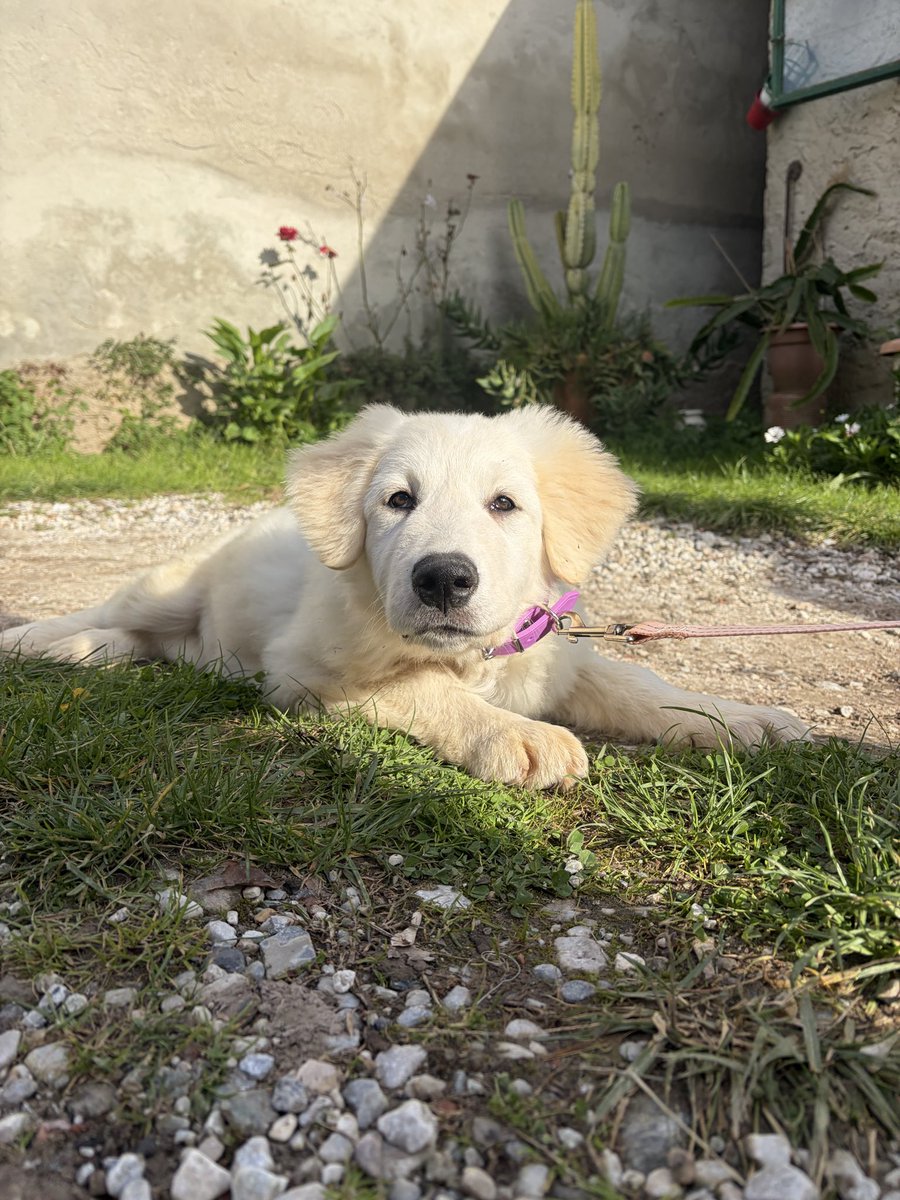 Vi presento la mia bimba bellissima, si chiama Nala e sono proprio innamorata del suo musetto 🧸🩷