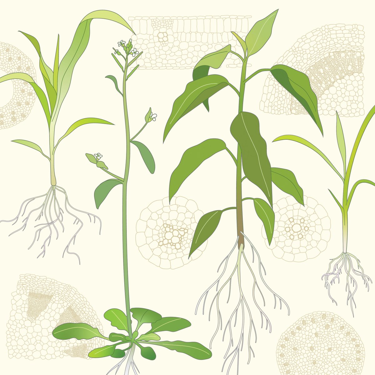 HsuanPai1's tweet photo. Kicking off December! I’ve had the news for a while now... but still wanted to share that our seedling drawings are now featuring the cover of @PlantCellEnvir ✨🌲 Thanks @cyl0828 &amp; Jimmy for the collab ☺️ https://t.co/KtzpJSO8T8