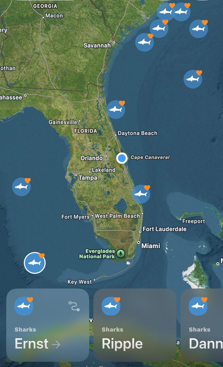 Four Great White Sharks are surrounding Florida, with another 6 heading south, all pinging in the past week. 

Ripple, Ernst, Danny, Mira, Quint, Goodall, Brass Bed, Norl, Webster, Contender. 

The eastern seaboard is active as they seek out warmer water.

Image: Ocearch, Shark