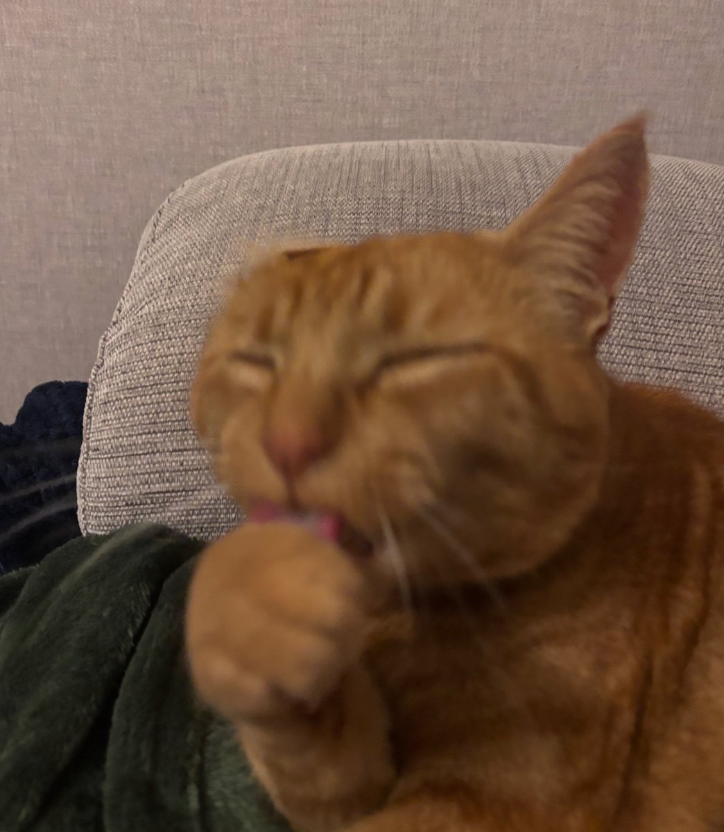 i love getting stupid pics of my cats