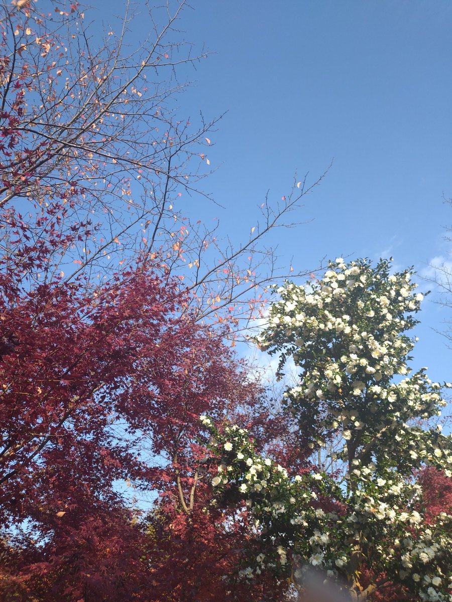 turu27430481's tweet photo. おはようございます😌
#イマソラ https://t.co/JgeWYyYQHV