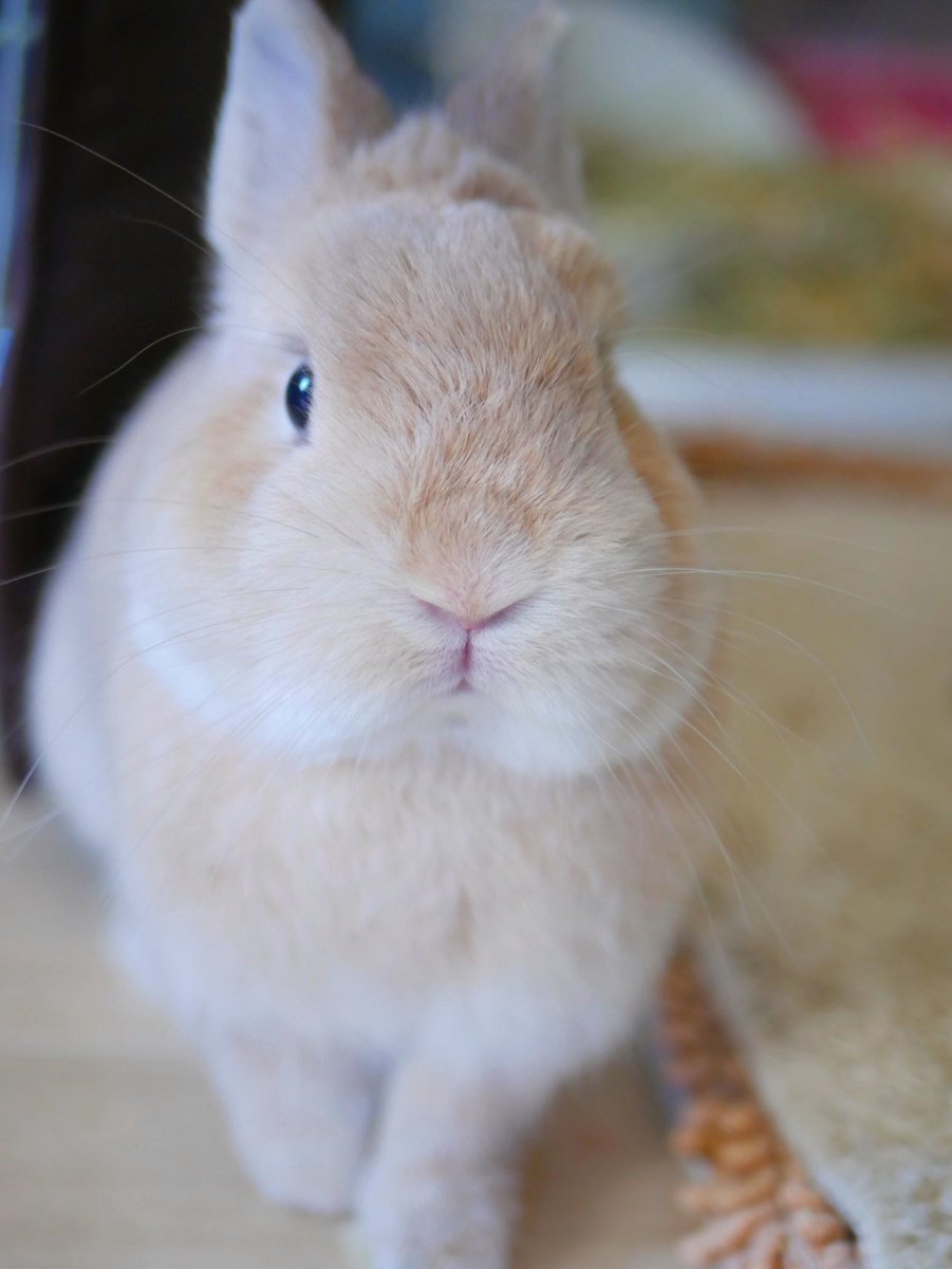 しゅんかんいどう =͟͞ ˙꒳˙ )