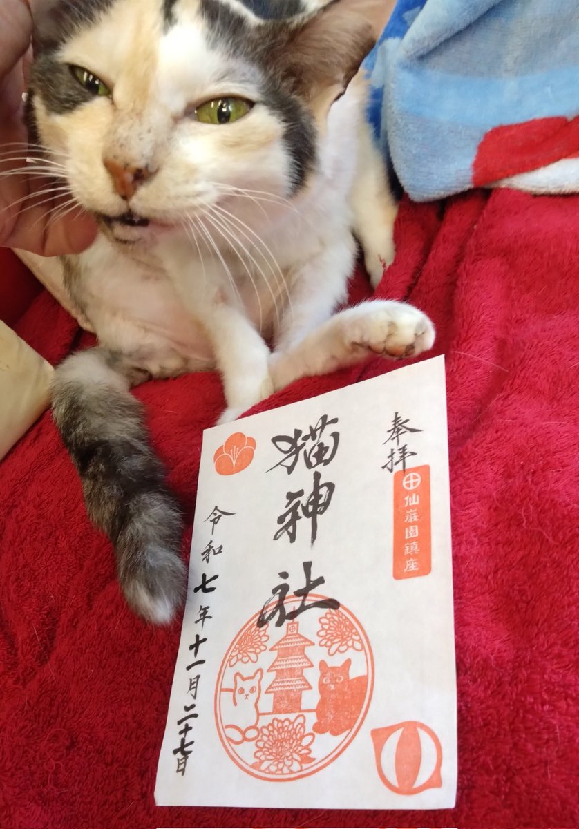 ミケネコ Amazon.co.jp: りぶはあと ミニクッション くたっとびより ミケネコ