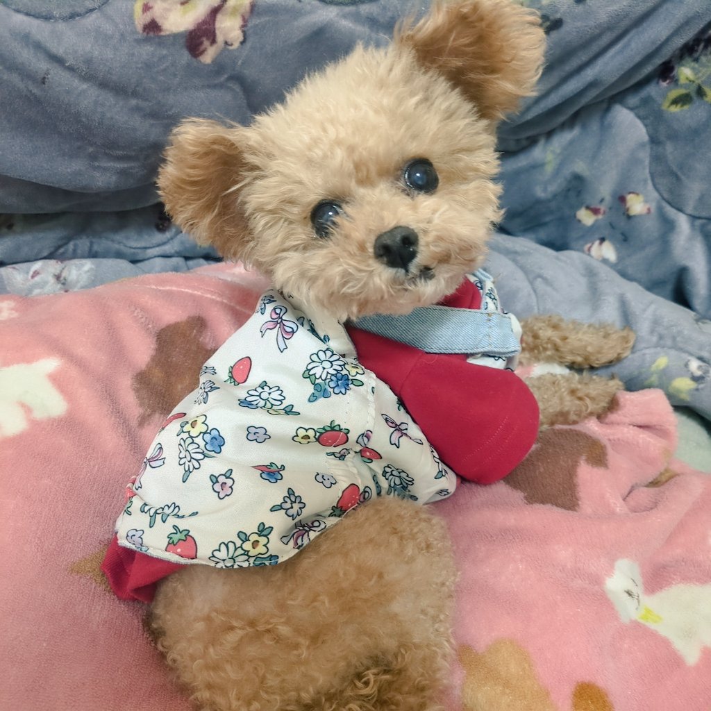 うし丸🐮 (@ushimaru0901) / Posts / X