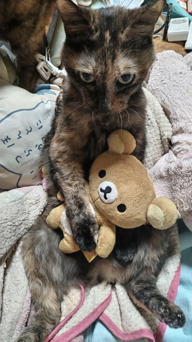 くまぞう🐻Aka.くまくま (@gCnDzEWjLnCXIGO) / Posts / X