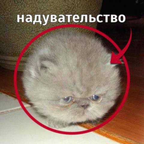 ПриVет, я коZа tweet media