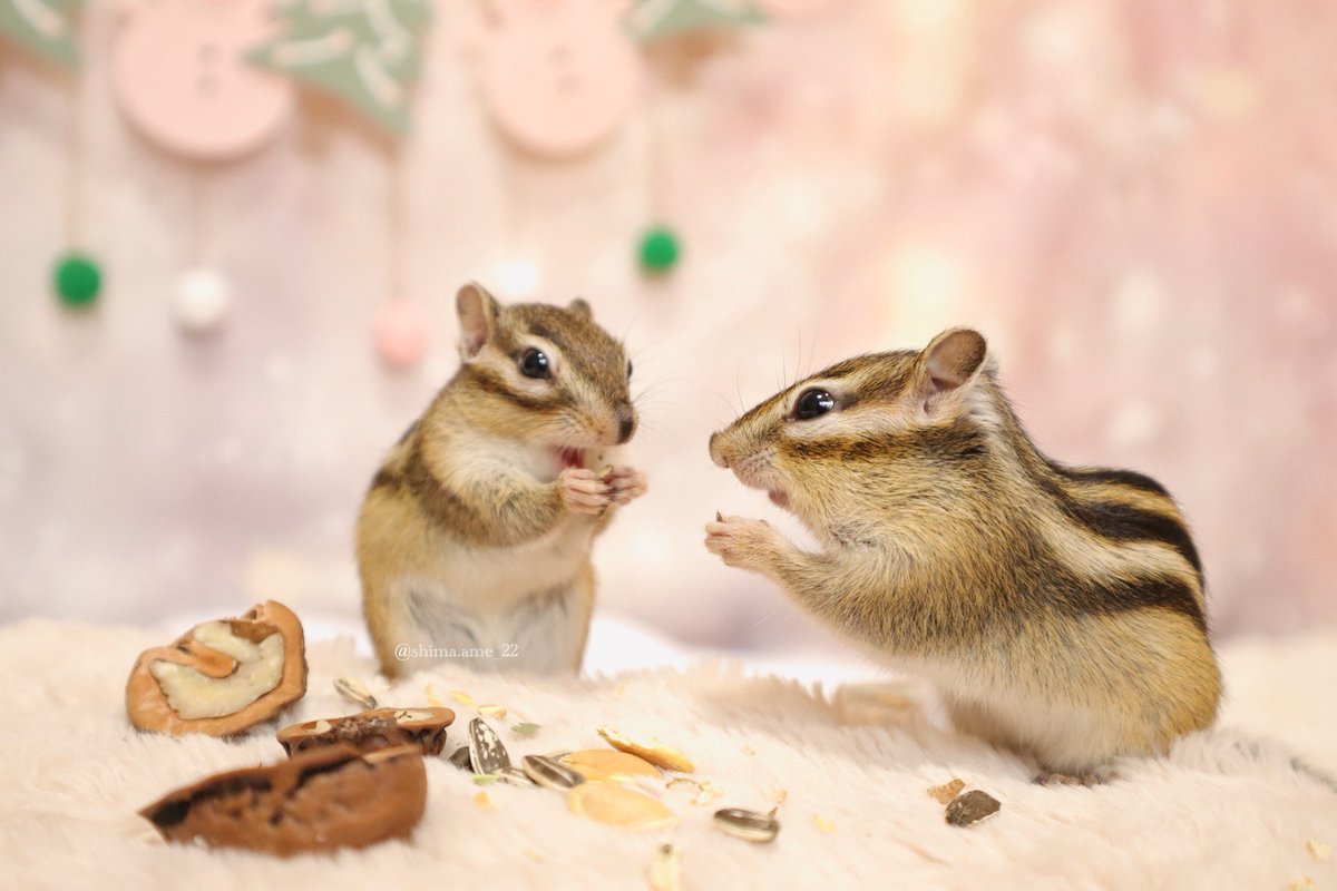 シマリスのしまとあめ (@shimaame_22) / Posts / X