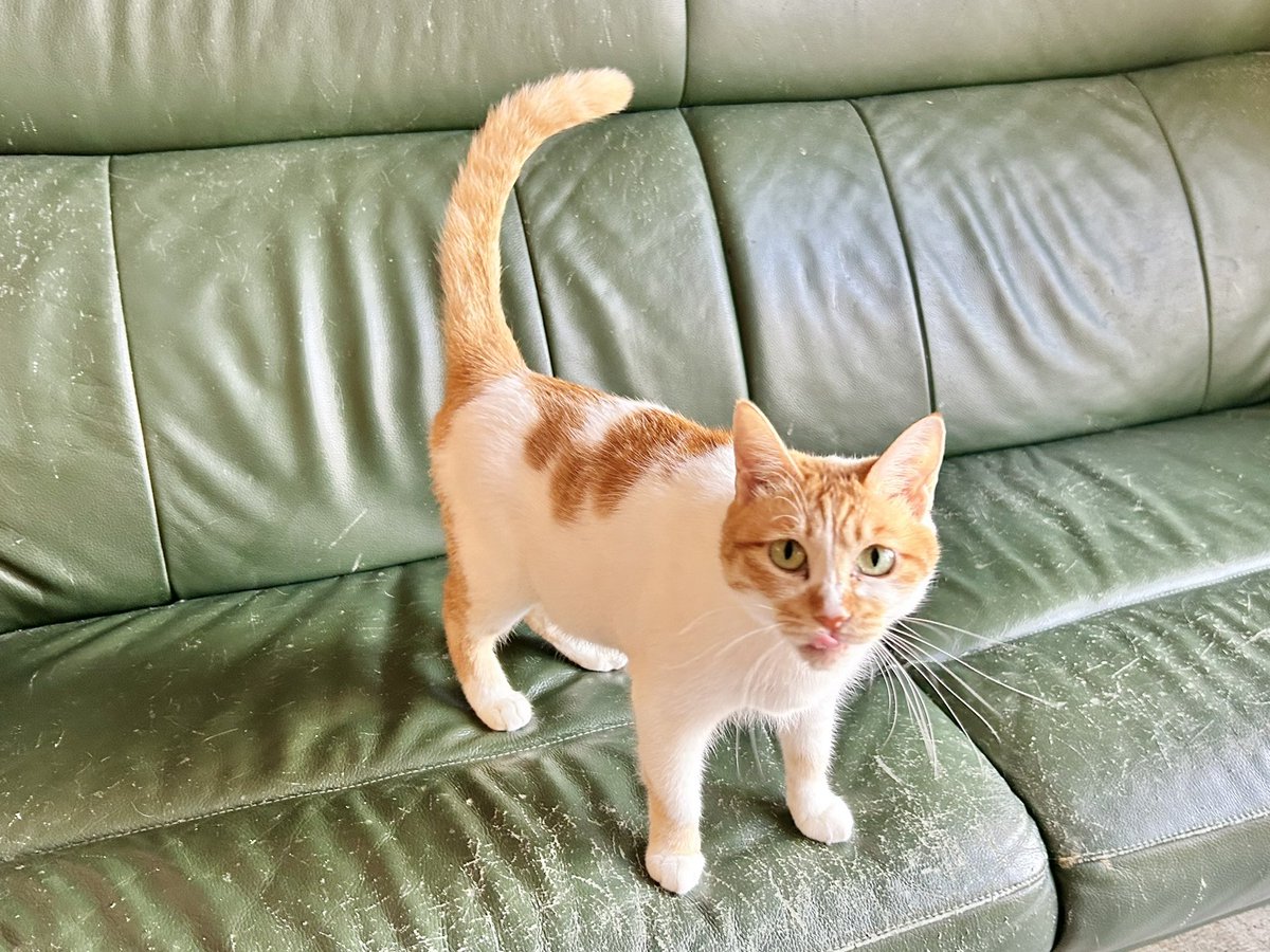 おはようございます.ᐟ.ᐟ 〖 ニンニちゃん 〗 やる気満々で