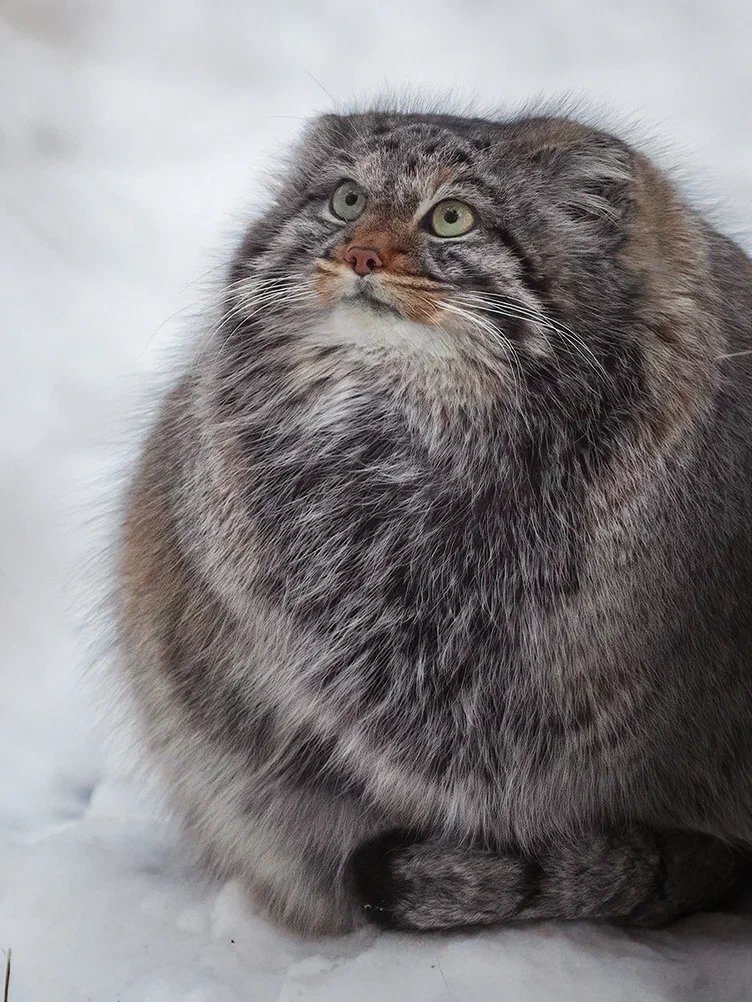 Grumpy Manul (@grumpy_manul) on Twitter photo 