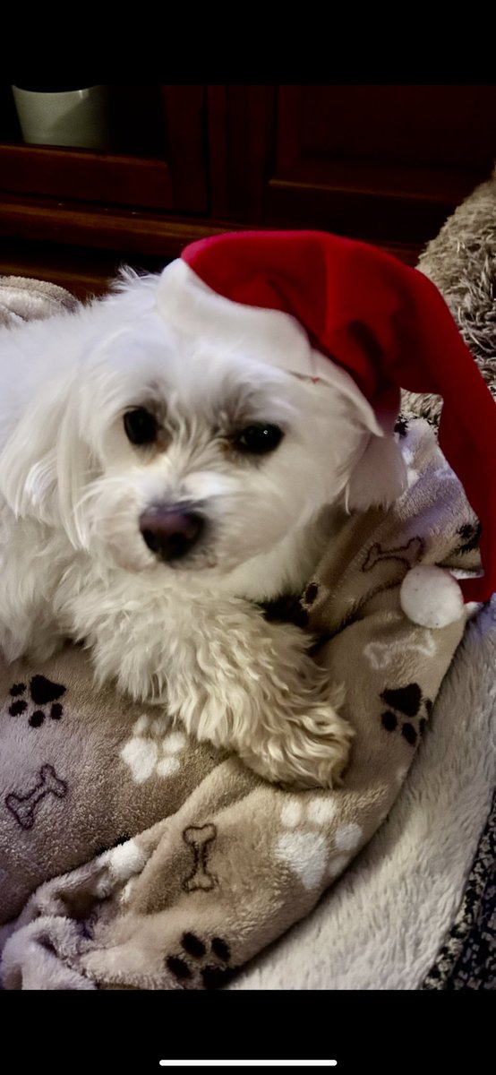 Baxter say him’s not impressed. Him’s was snoozing and Mama putted da Santa hat on. Hims not in da spirit yets. Maybe if hers started wid a treat hims be more interested 😂🤗❤️🎄🎅🏻 🫶🏻