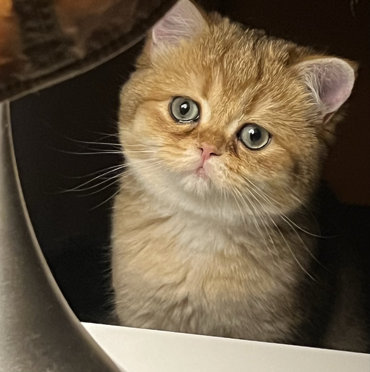 LickAMV's tweet image. Elle est si douce, si dodue, si potichat