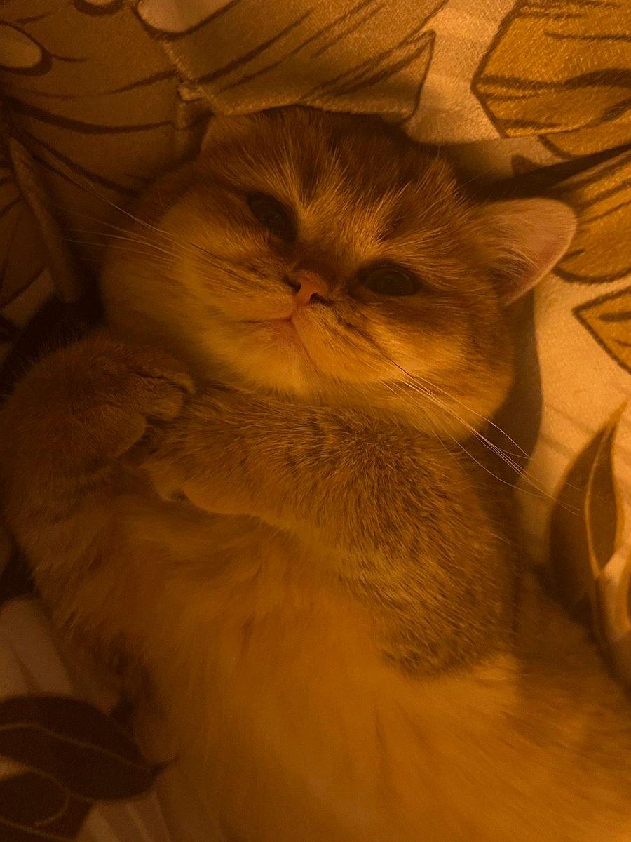 LickAMV's tweet image. Elle est si douce, si dodue, si potichat