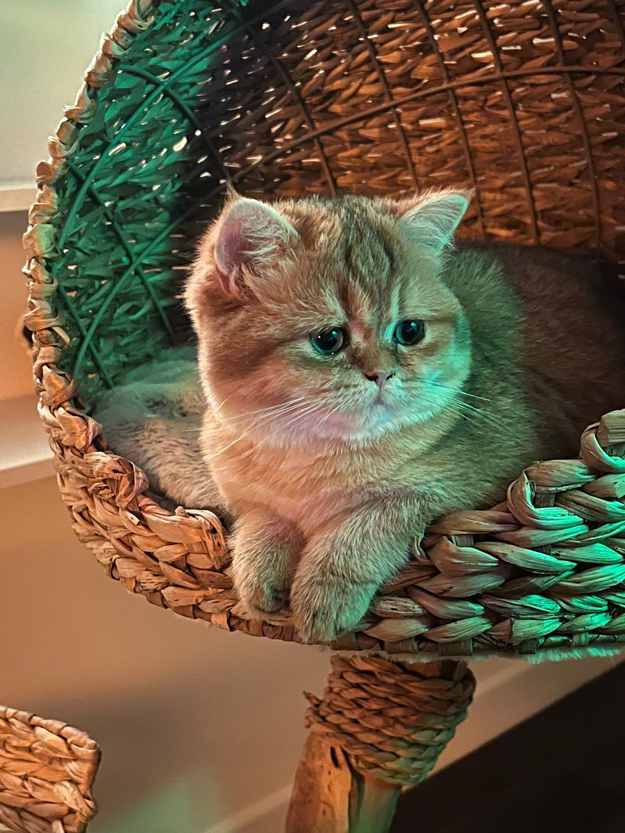 LickAMV's tweet image. Elle est si douce, si dodue, si potichat