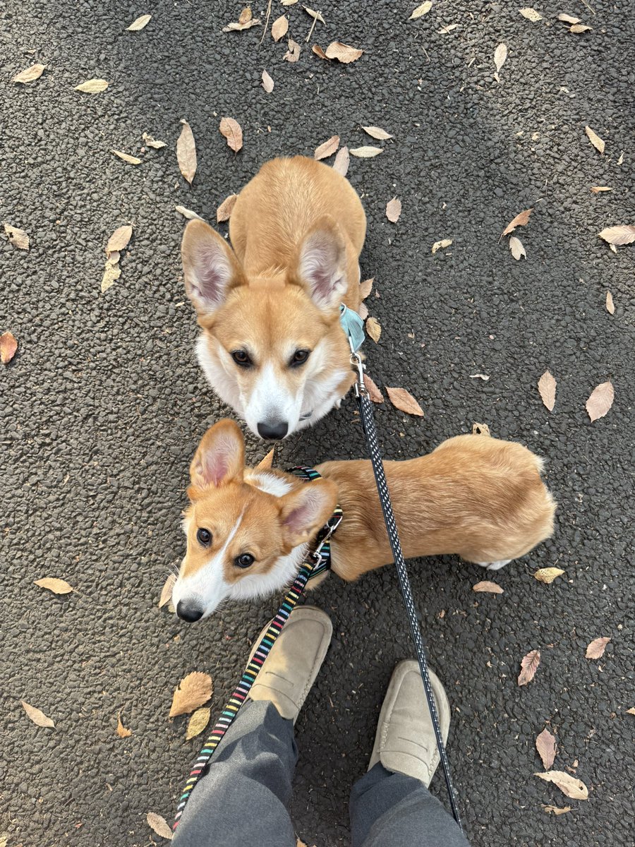 Nabi_and_Aru's tweet image. 散歩中に絡まれました #コーギー #corgi