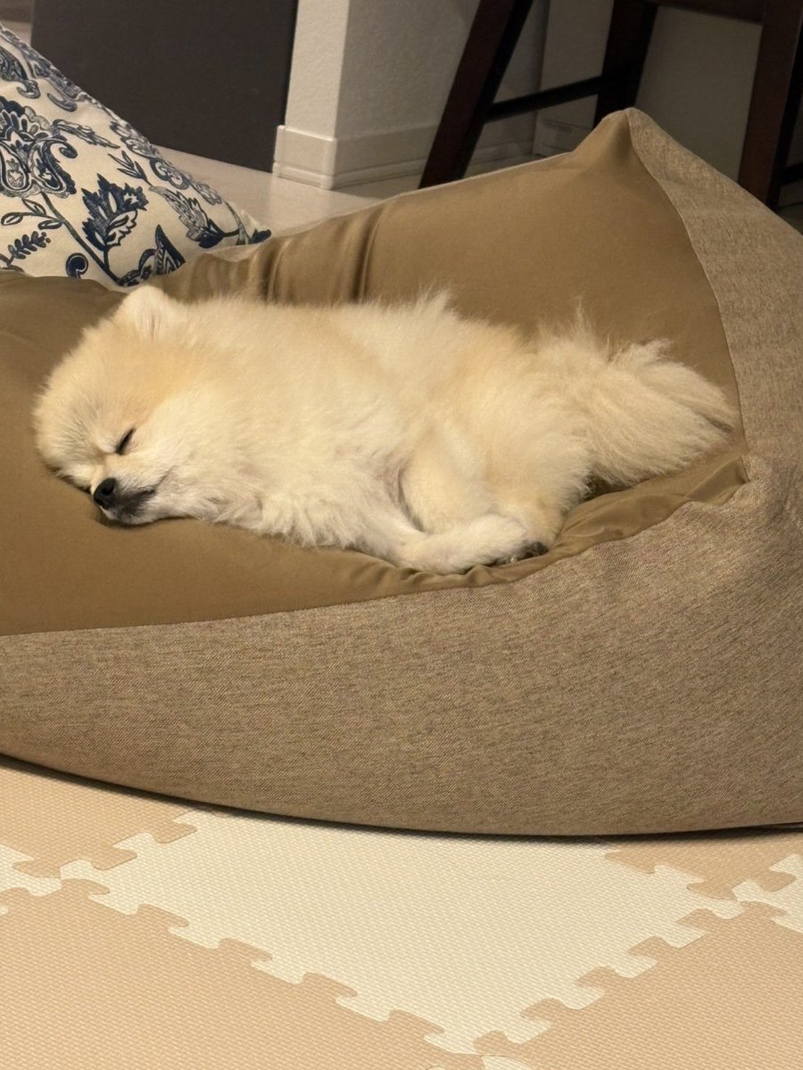 ゴン太　画像1 + 3 + 9 CC83BR-PC18 オカムラ コンテッサ セコンダ コンテッサセコンダ