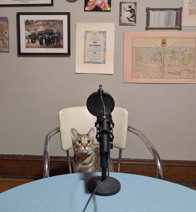 Gouda looking adorable near my microphone set up