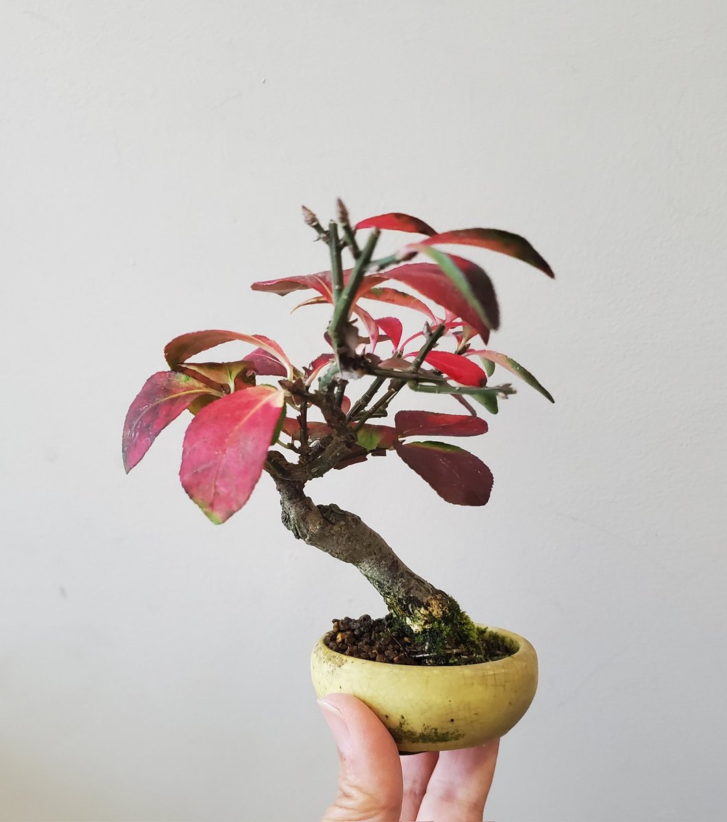 ぐみ (@bon35702099) / Posts / X