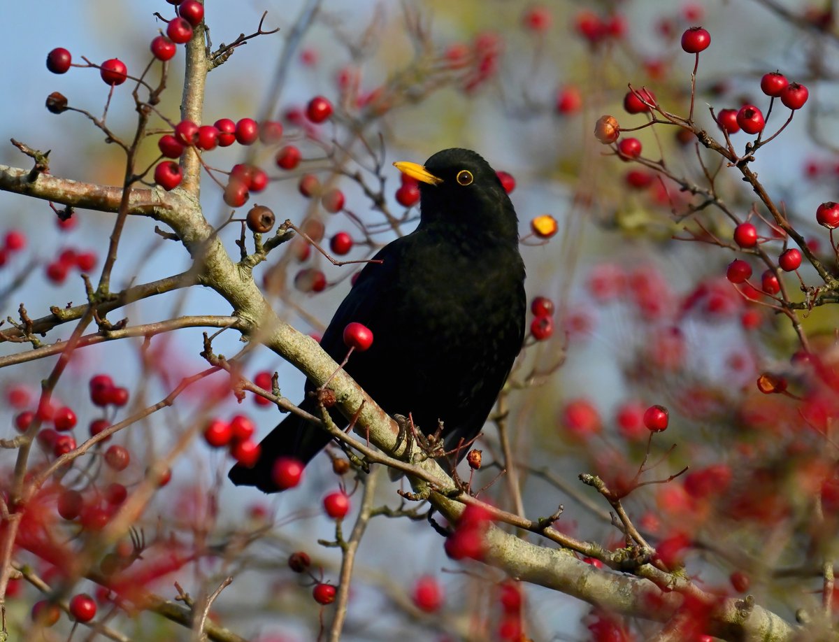 CarlBovisNature's tweet image. Blackbird and berries! 😍
 Taken this weekend at RSPB Ham Wall in Somerset. 😊🐦