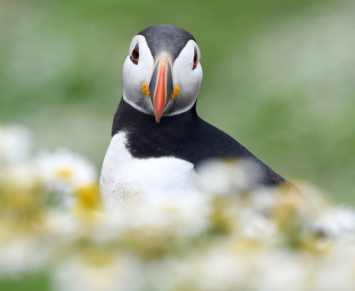 CarlBovisNature's tweet image. Puffin behind the daisies. 😍
#TheDailyPuffin 😊🐦
