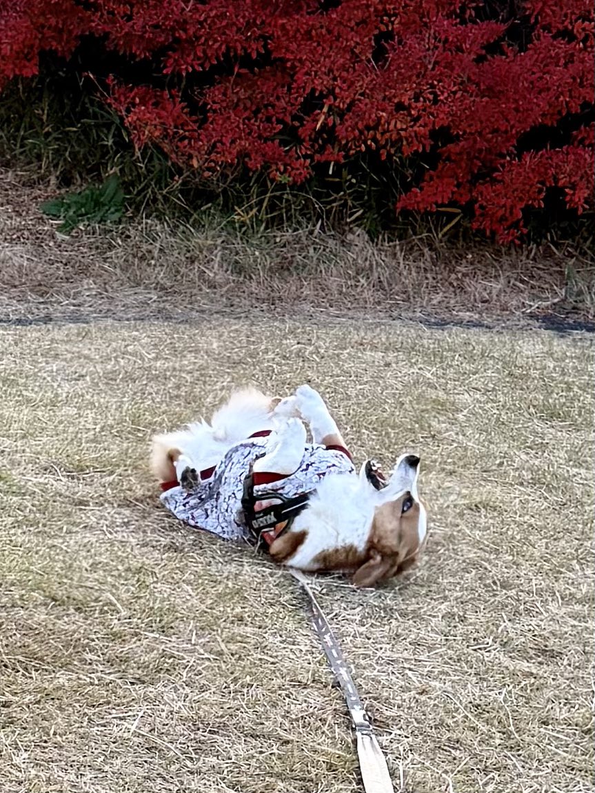 Nunoyama_Kazuo's tweet image. 師走ですが、公園に行くと今日もコーギーが落ちていました😅連れて帰ってご飯をあげました😄
#コーギー
#コーギーのいる暮らし
#corgi
#corgilife