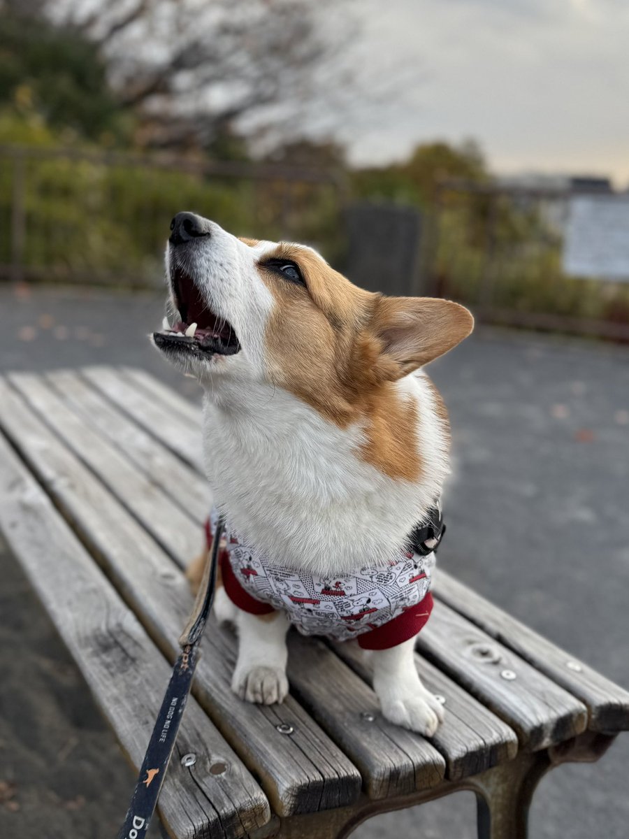 Nunoyama_Kazuo's tweet image. 師走ですが、公園に行くと今日もコーギーが落ちていました😅連れて帰ってご飯をあげました😄
#コーギー
#コーギーのいる暮らし
#corgi
#corgilife