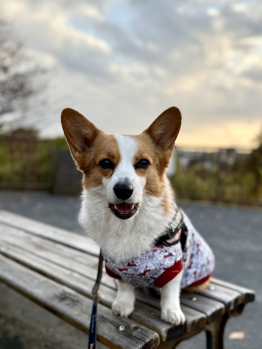 Nunoyama_Kazuo's tweet image. 師走ですが、公園に行くと今日もコーギーが落ちていました😅連れて帰ってご飯をあげました😄
#コーギー
#コーギーのいる暮らし
#corgi
#corgilife