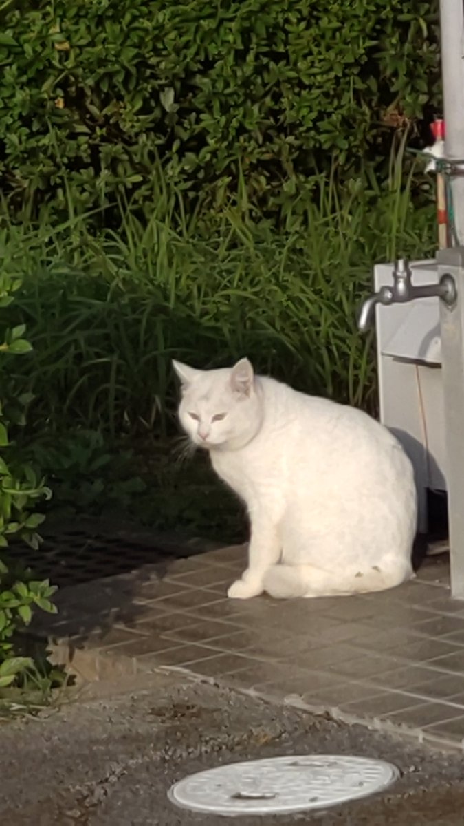 おはようございます。