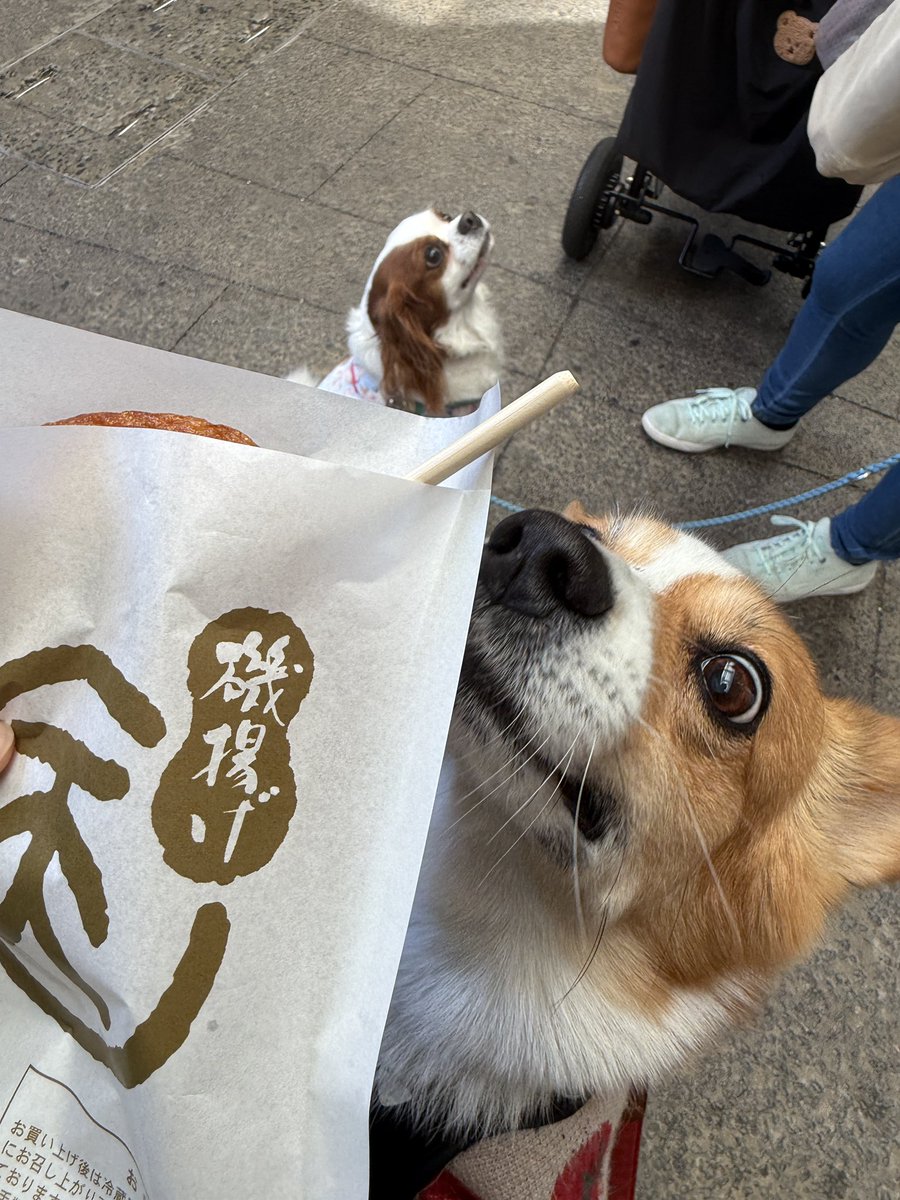 chobison's tweet image. 12月の始まりはお友達と久しぶりのグランピング！
みかん狩りして商店街ブラブラして〜
今日はまた美味しいもの食べて帰る！
#コーギー #corgi